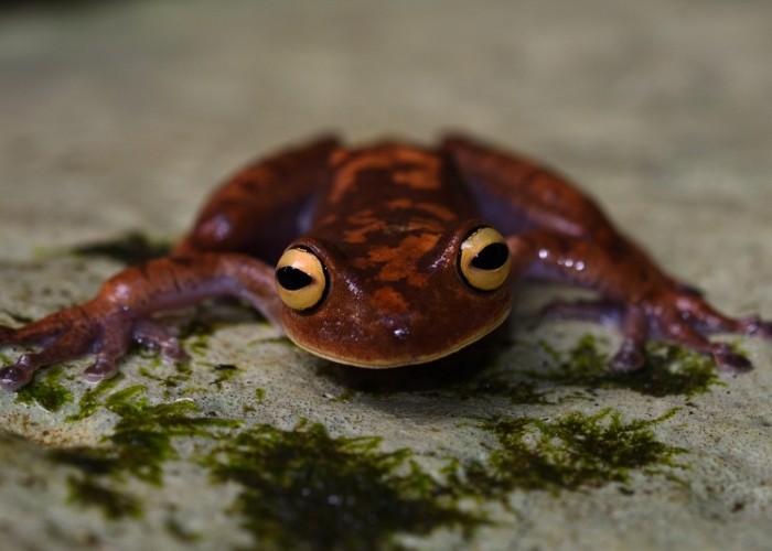 amphibians picture
