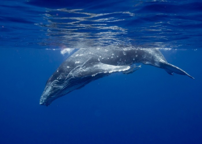 mammals picture